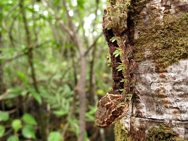 Những[-]loài[-]vật[-]kinh[-]dị[-]"hiếm[-]có[-]khó[-]tìm"[-]trên[-]thế[-]giới[-]11